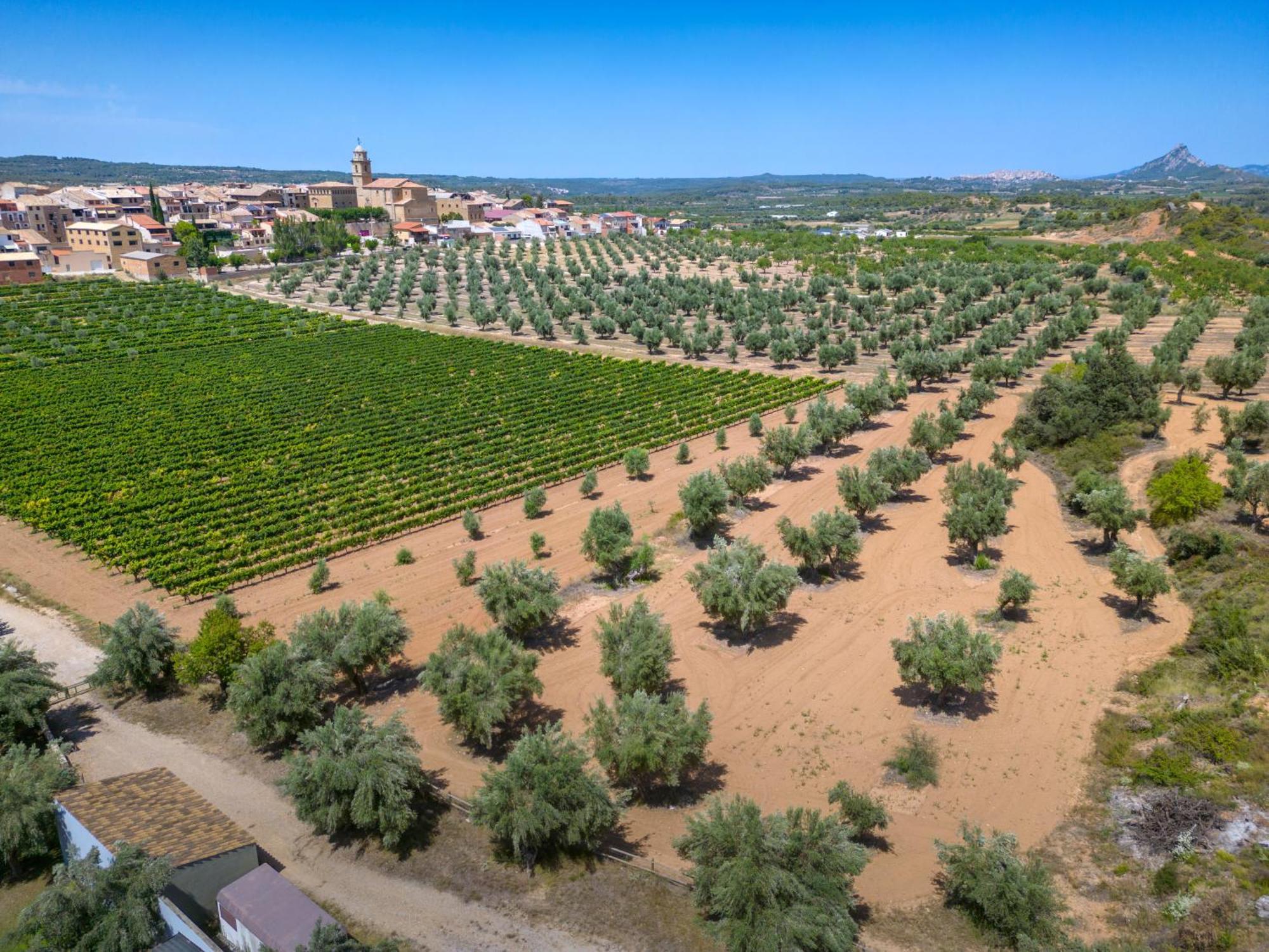 Hotel & Resort Vilar Rural D'Arnes By Serhs Hotels Sant Carlos de la Ràpita מראה חיצוני תמונה